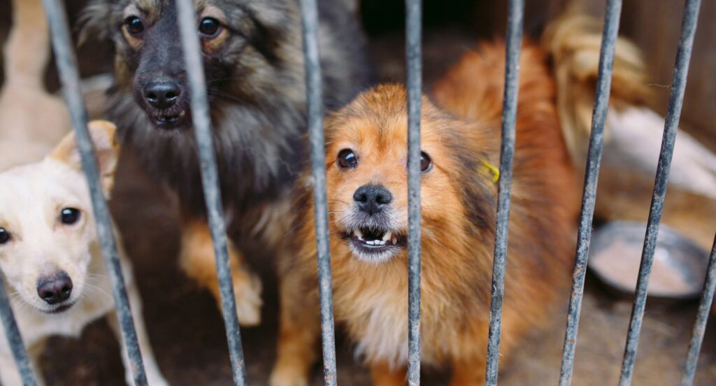 Investigan caso de presunto maltrato animal tras rescate de dos perros en Hermosillo