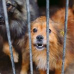 Investigan caso de presunto maltrato animal tras rescate de dos perros en Hermosillo