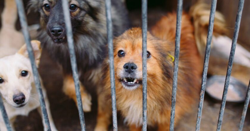 Investigan caso de presunto maltrato animal tras rescate de dos perros en Hermosillo